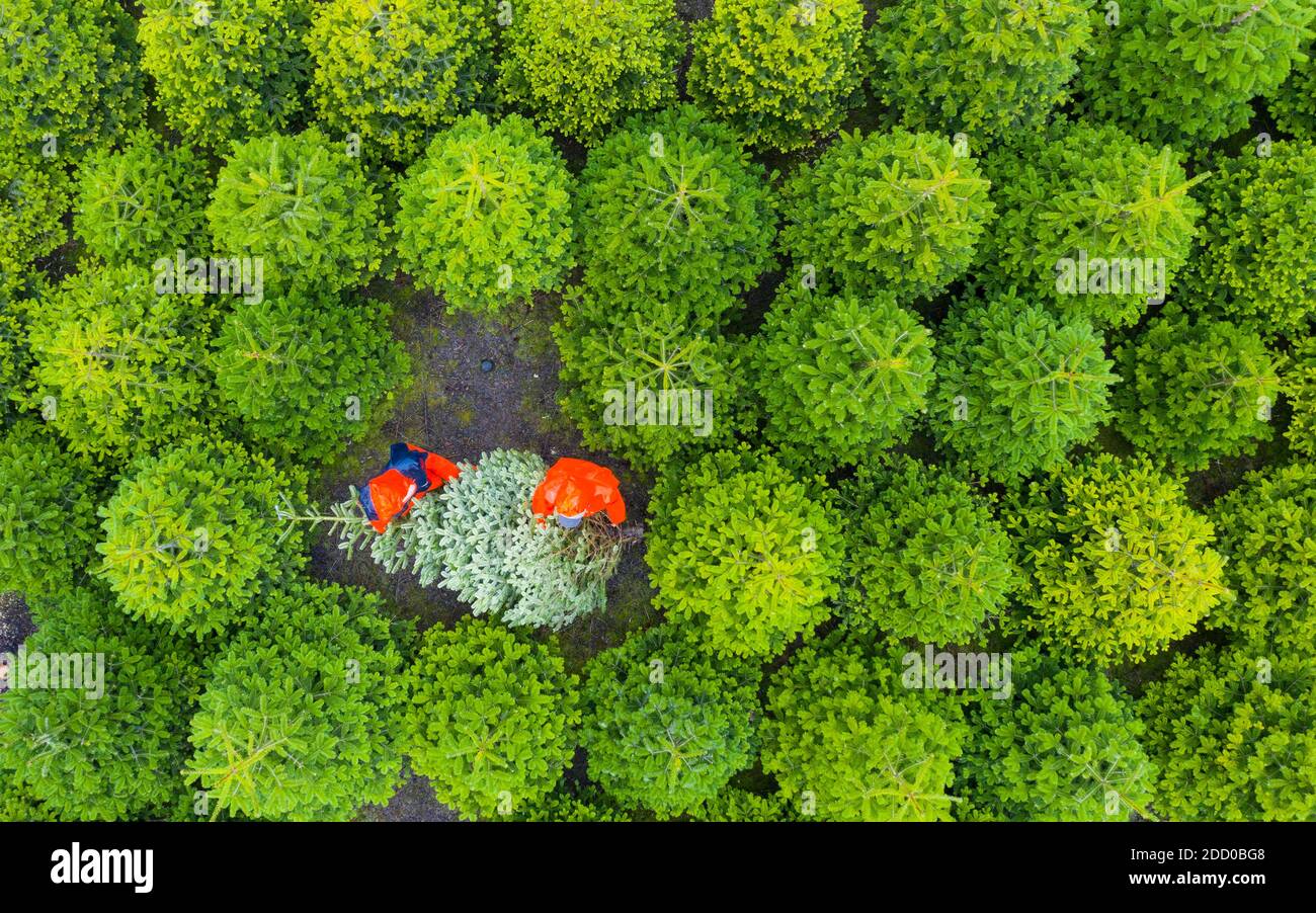 Milnathort, Écosse, Royaume-Uni. 23 novembre 2020. Des arbres de Noël sont récoltés dans une plantation près de Milnathort à Perth et Kinross. La plantation est exploitée par la Kilted Tree Company basée à Tillyochie Farm près de Milnathort. Les travailleurs coupent des arbres sélectionnés et ceux-ci sont montés à l'intérieur de manchons de protection à l'aide de machines spécialisées sur les tracteurs avant d'être transportés sur le marché. Iain Masterton/Alay Live News Banque D'Images