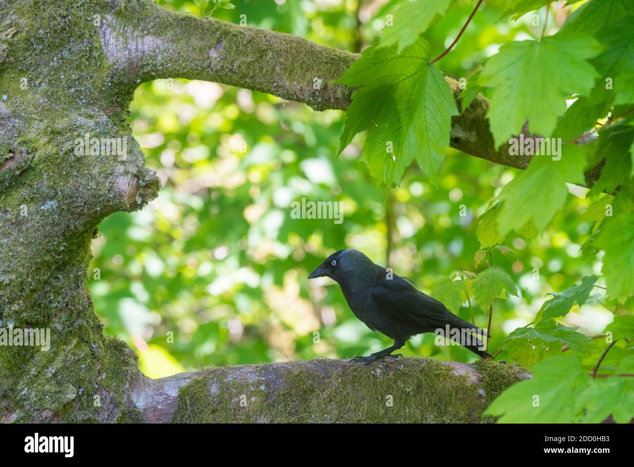 Jackdaw, Corvus monedula, dans un sycomore, Dumfires & Galloway, Écosse Banque D'Images