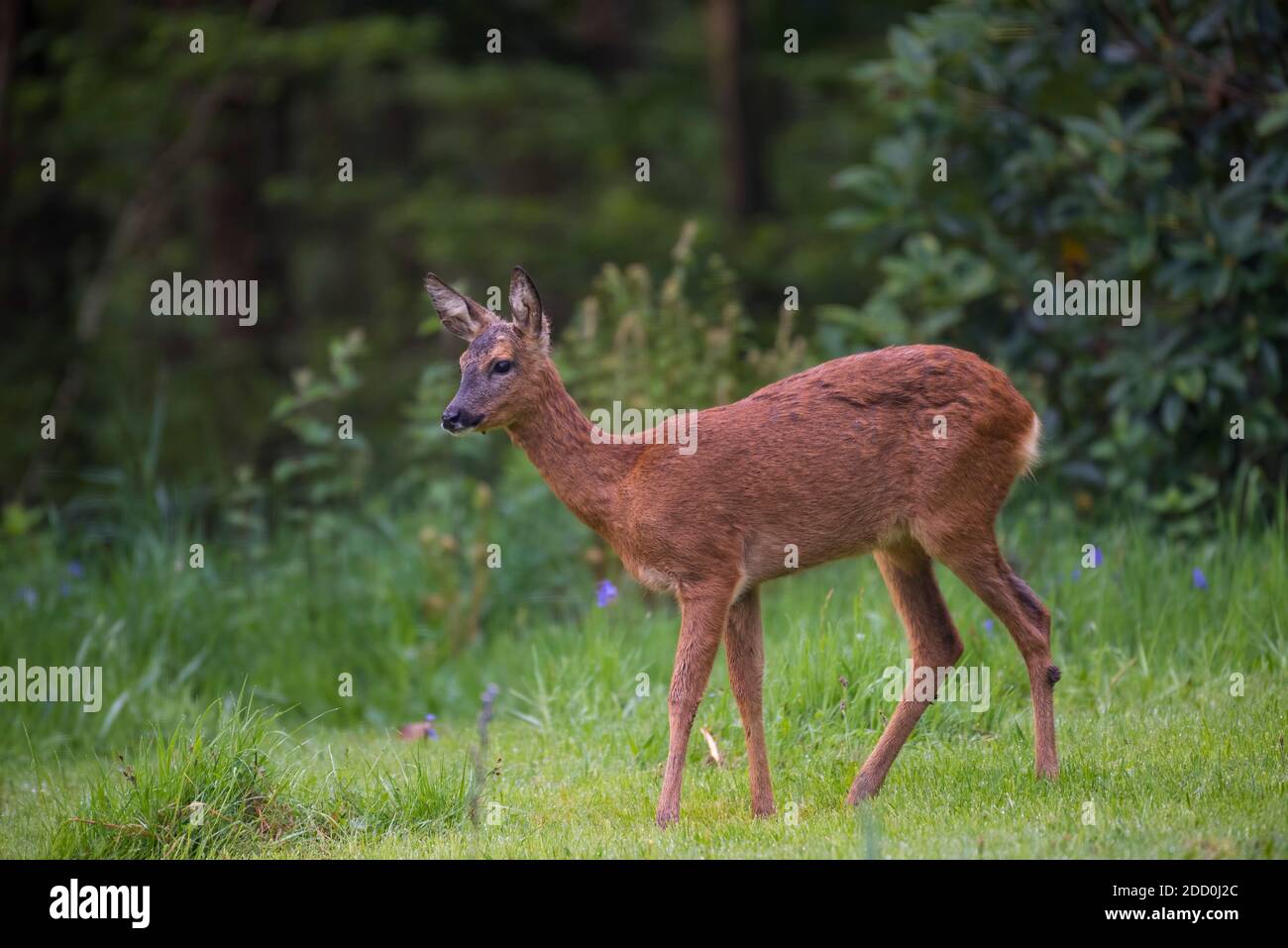 Cerf de Virginie, Capranolus capranolus, dans le jardin, Dumfries & Galloway, Écosse Banque D'Images