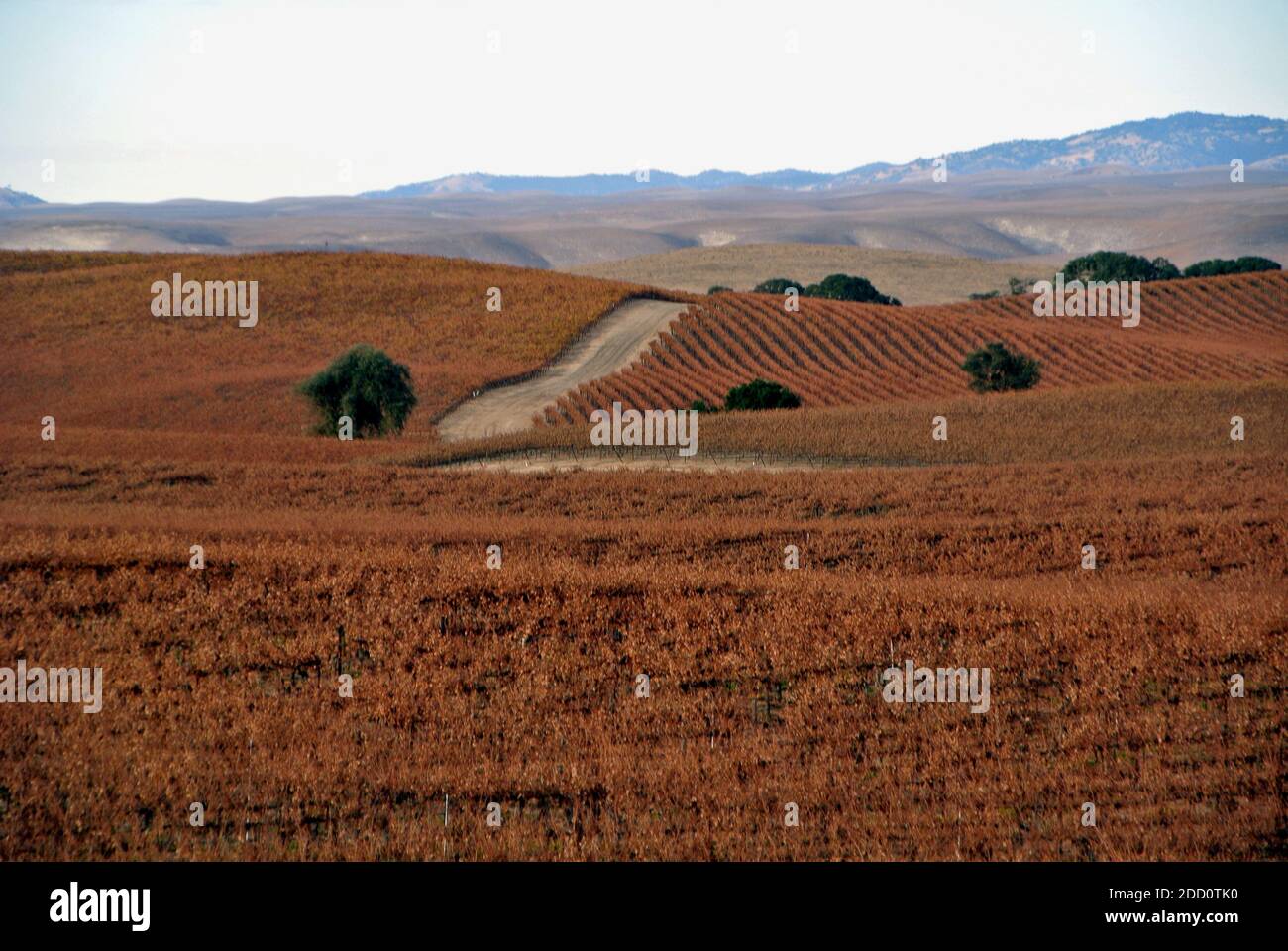 paso robles californie etats-unis vignobles vignobles les vignes montrent leurs couleurs d'automne dans le comté de san lous obispo. Banque D'Images