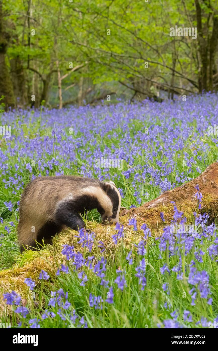 Badger européen, Meles meles, alimentation dans une forêt de bluebell, Dumfries et Galloway, Écosse Banque D'Images