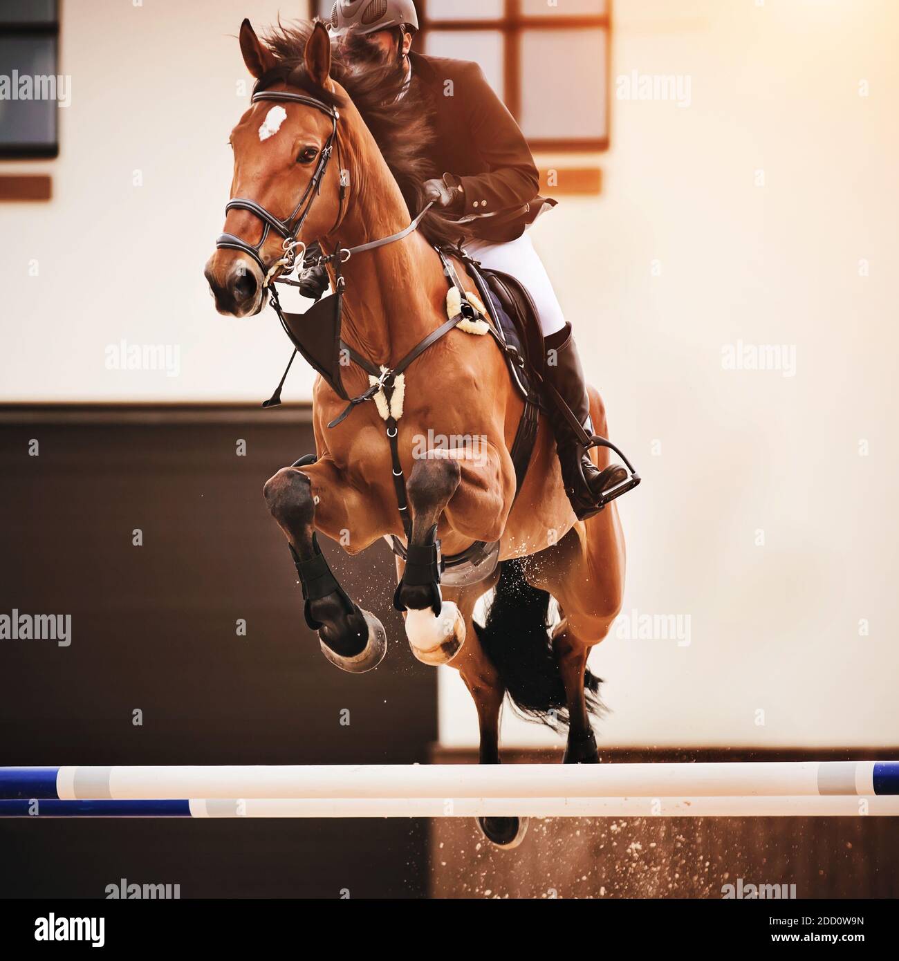 équitation Fond Blanc Banque d'images et photos libres de droit - iStock