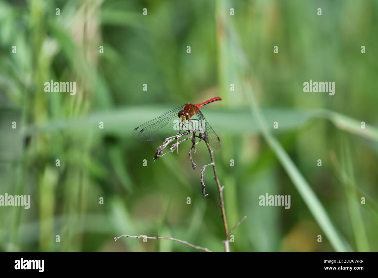 Gros plan, MacroRed Meadowhawk Dragonfly sur tige avec feuillage vert et feuilles en arrière-plan Banque D'Images