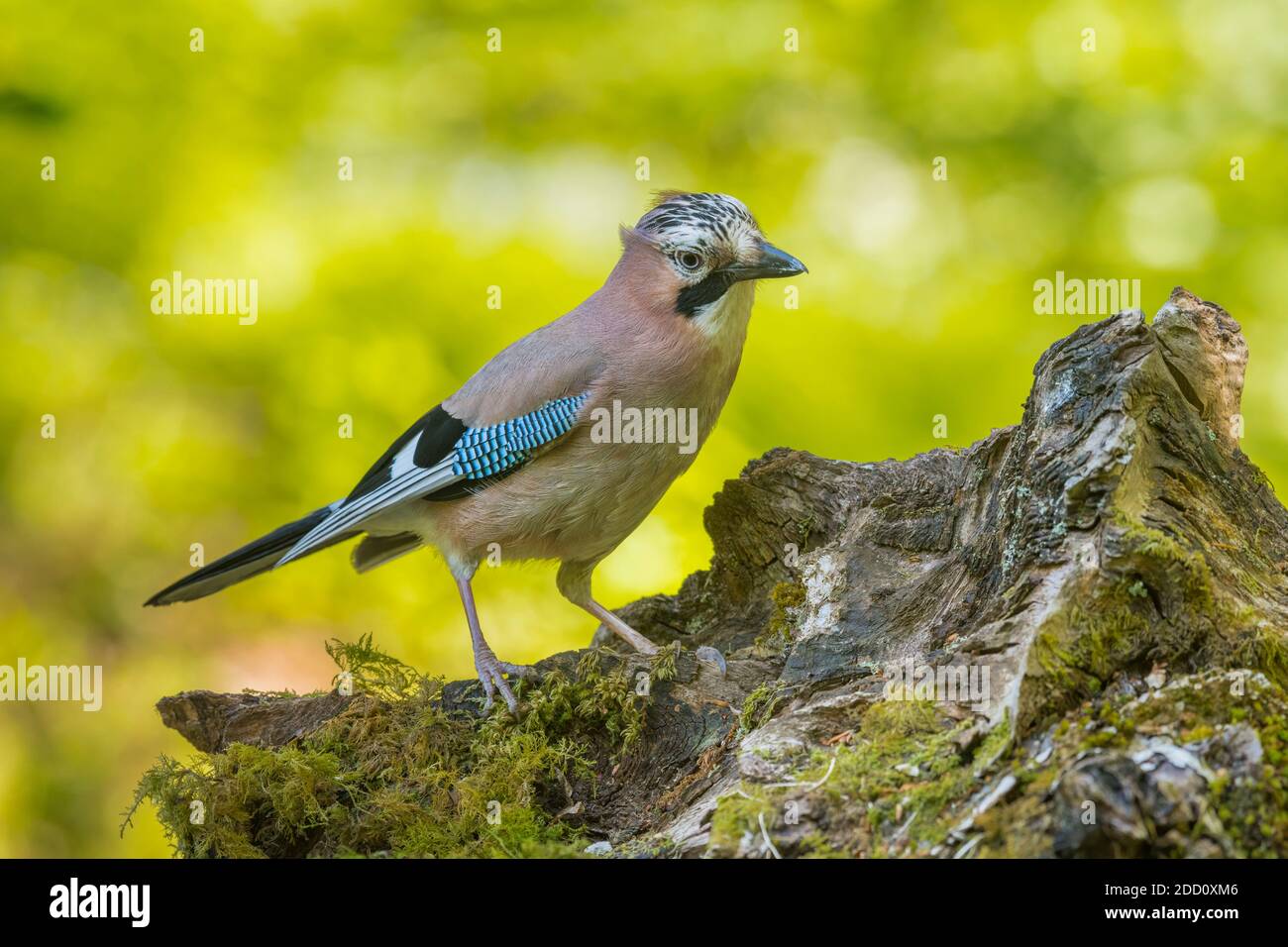 Jay, Garrulus glandarius, Dumfries & Galloway, Écosse Banque D'Images