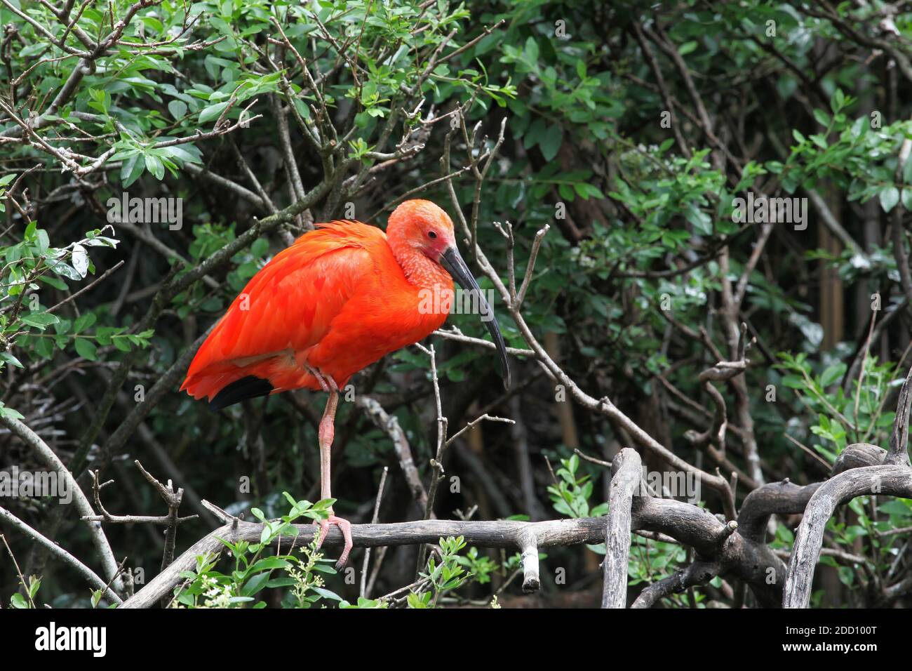 Red ibis dans une succursale Banque D'Images