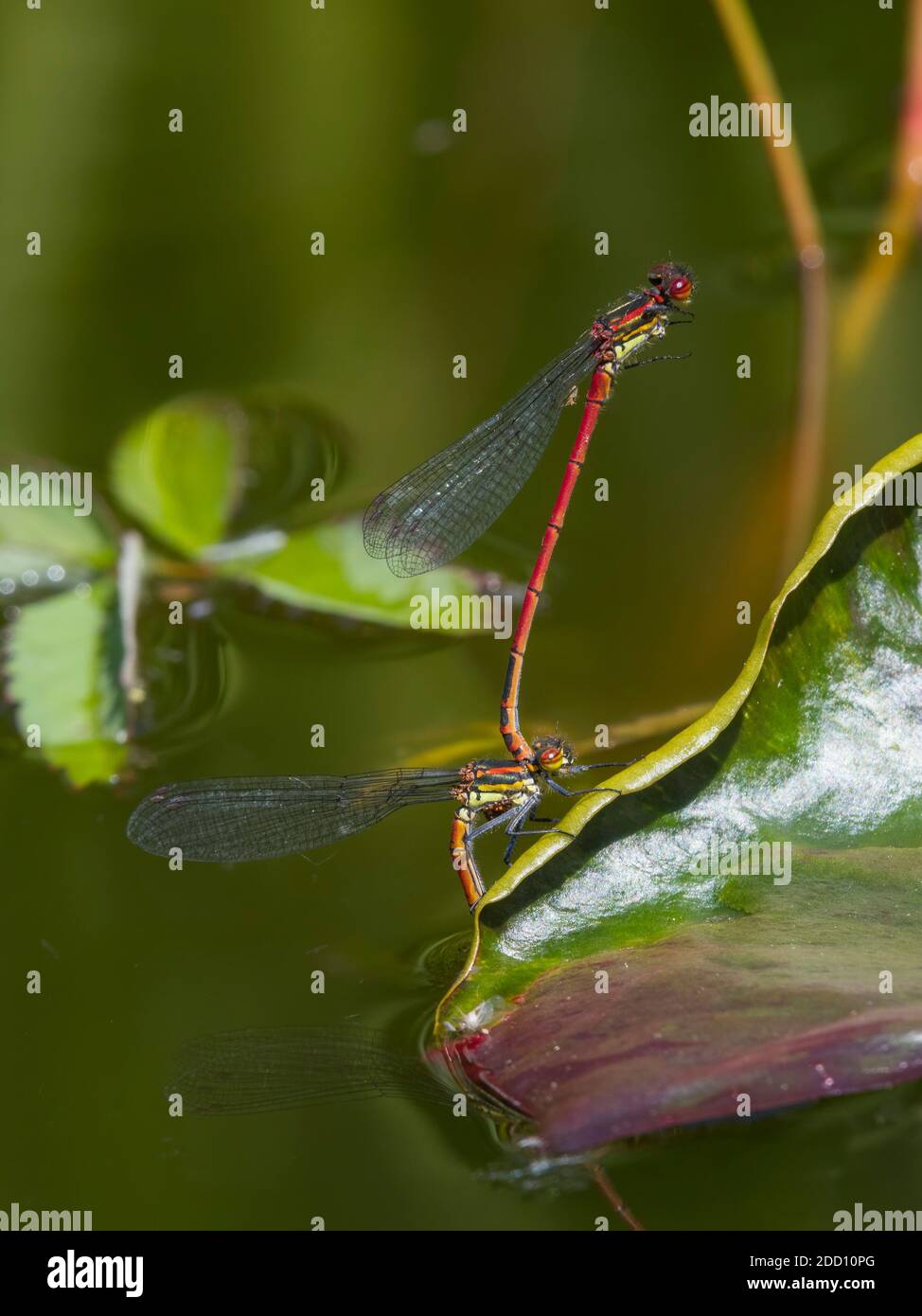 Grands damselflies rouges, Pyrhosoma nymphula, pondre des œufs dans un étang, Dumfries & Galloway, Écosse Banque D'Images