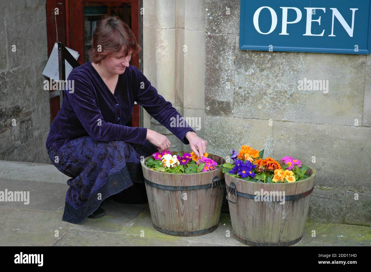 Jeune femme anglaise, âgée de 36 ans, mort à la tête de polyanthus, (Viola tricolor) à l'extérieur de la boutique de cadeaux de la cathédrale à Bell Tower, Chichester, West Sussex, Angleterre. Banque D'Images