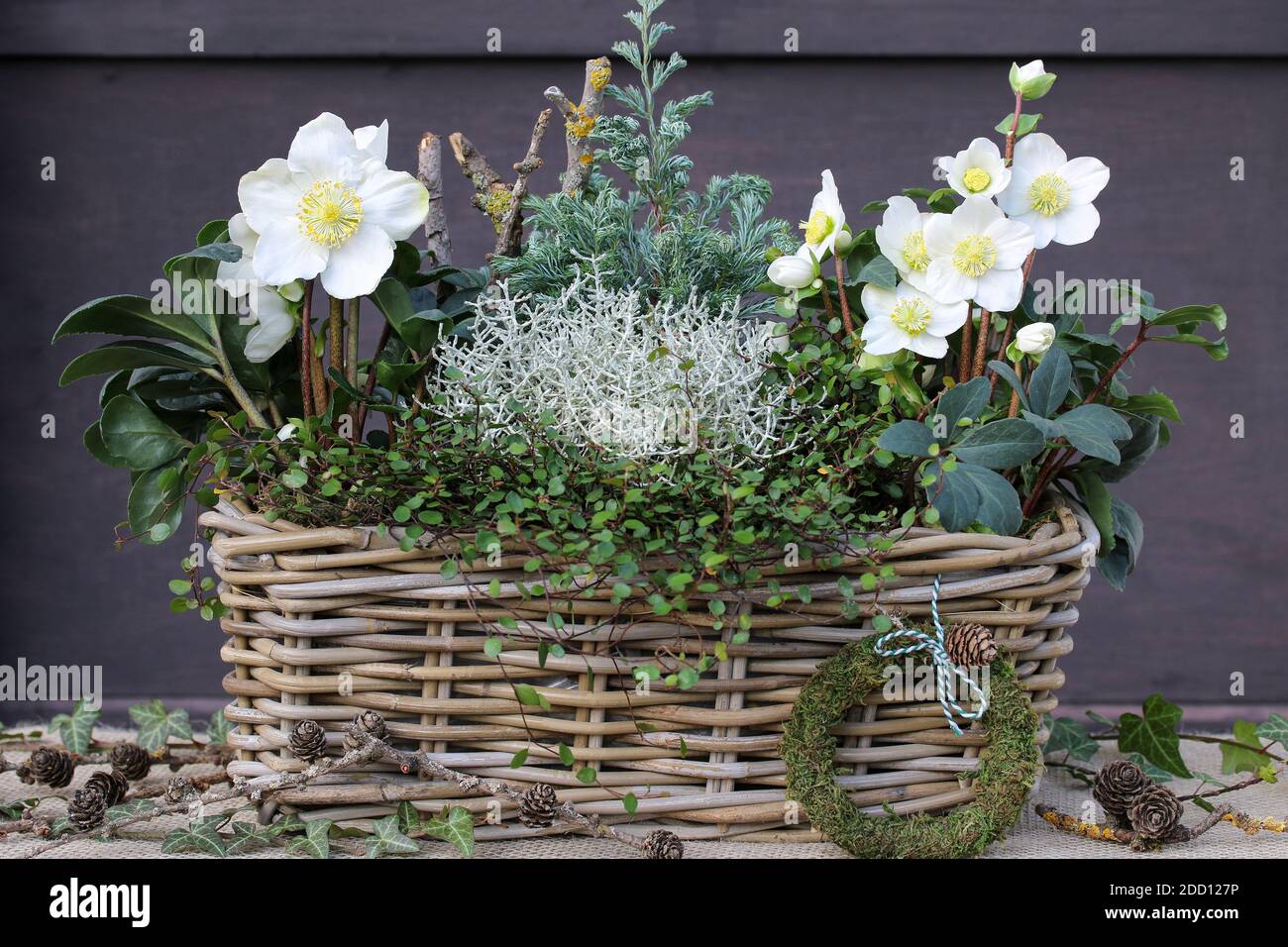 helleborus niger, coussin de brousse et muehlenbeckia dans le panier comme décoration de jardin d'hiver Banque D'Images