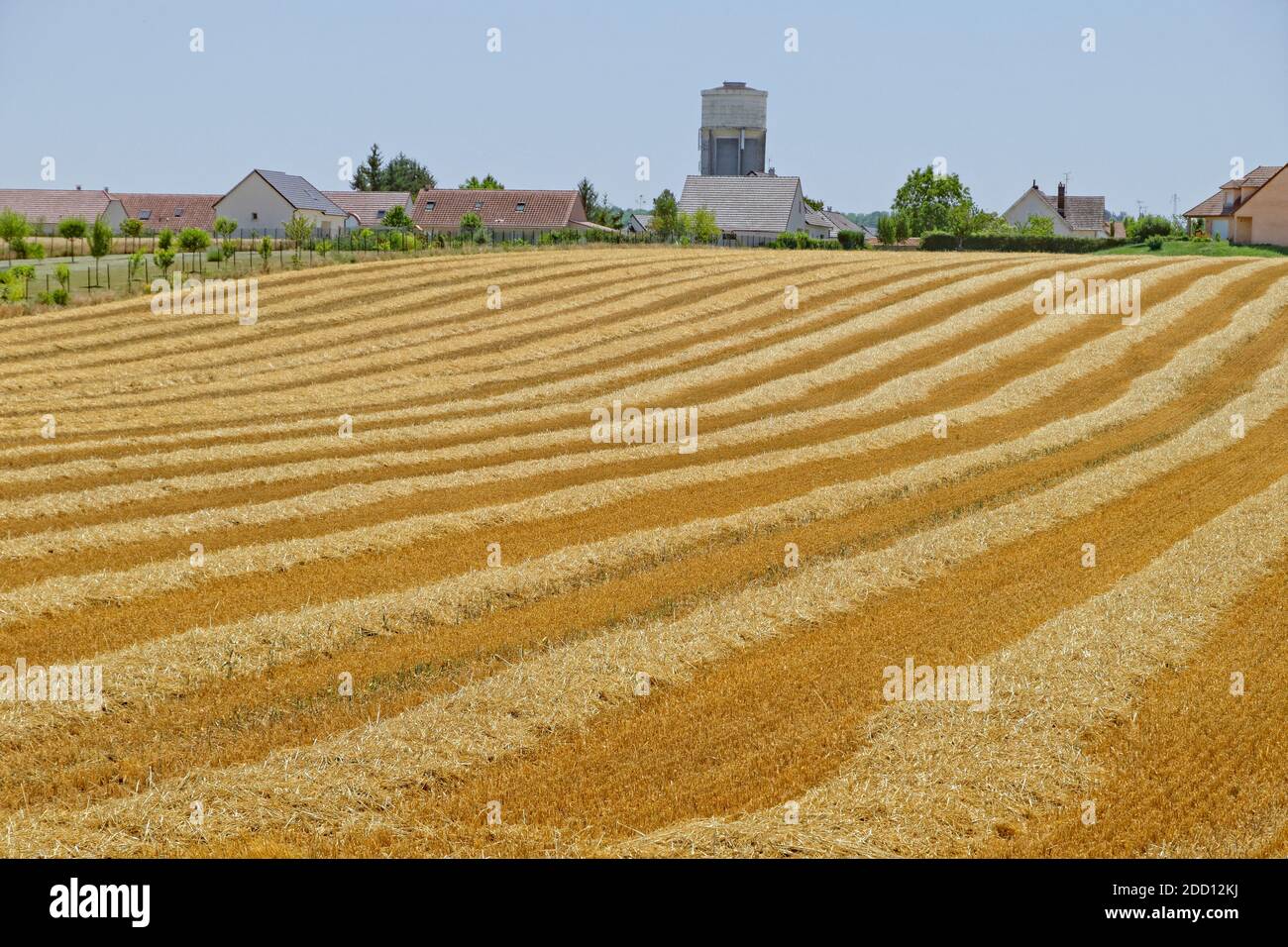Lignes de paille d'herbe de céréales après la récolte. Banque D'Images