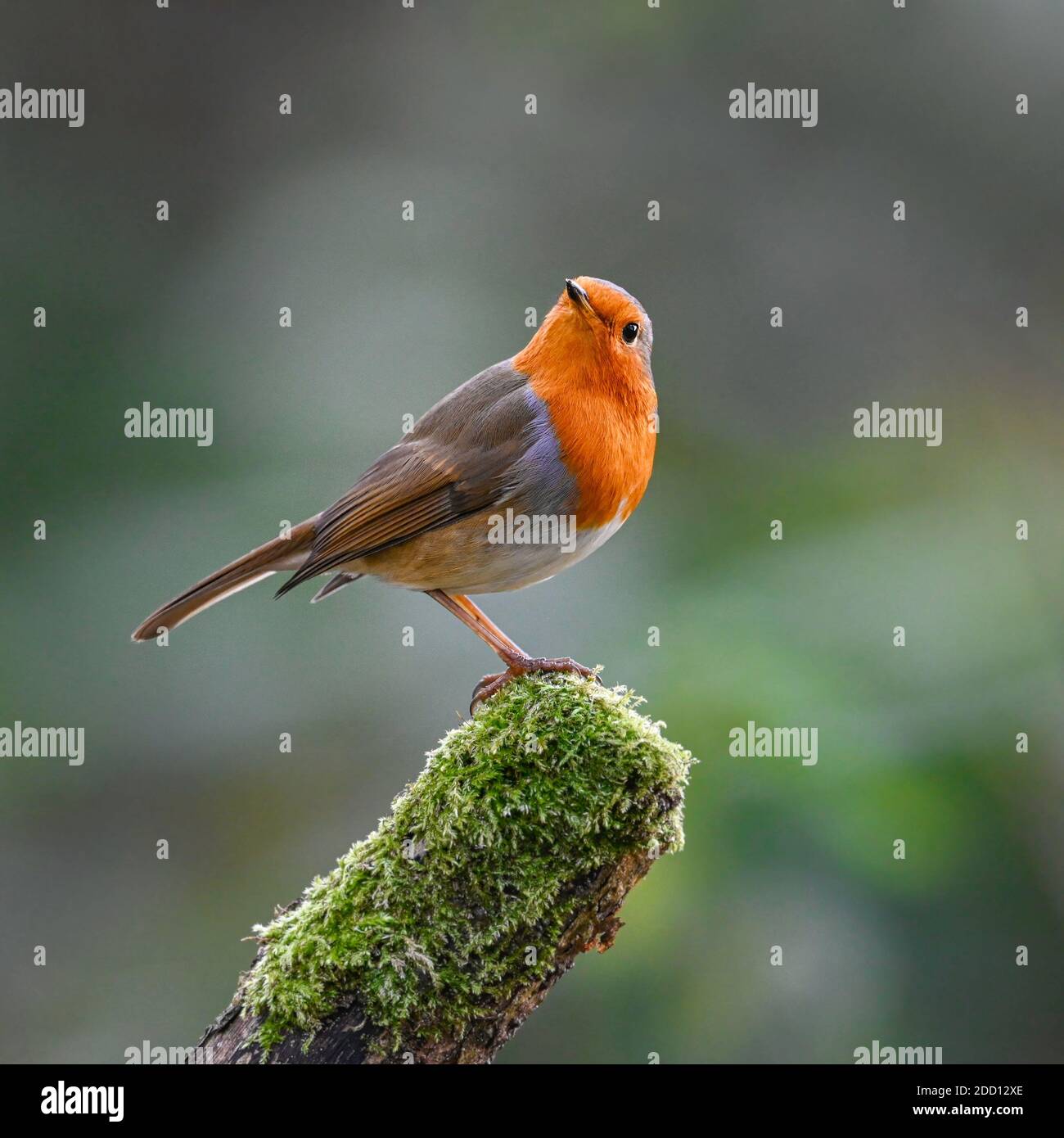 Garden Robin erithacus rubecula sur un perchoir couvert de mousse dans le jardin de Norfolk, Royaume-Uni. Banque D'Images