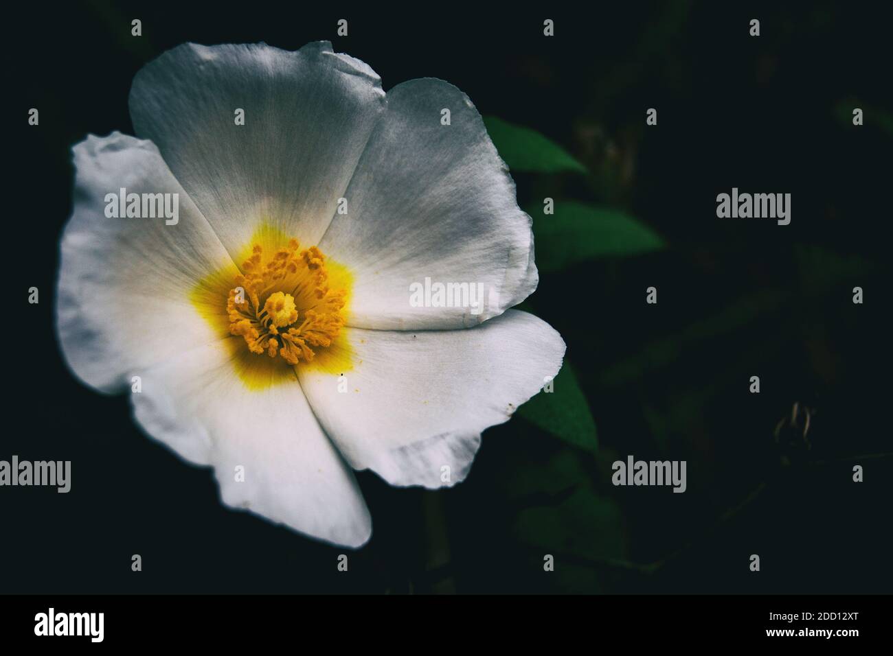 Macro d'une fleur blanche isolée de cistus salviifolius sur un arrière-plan neutre foncé Banque D'Images