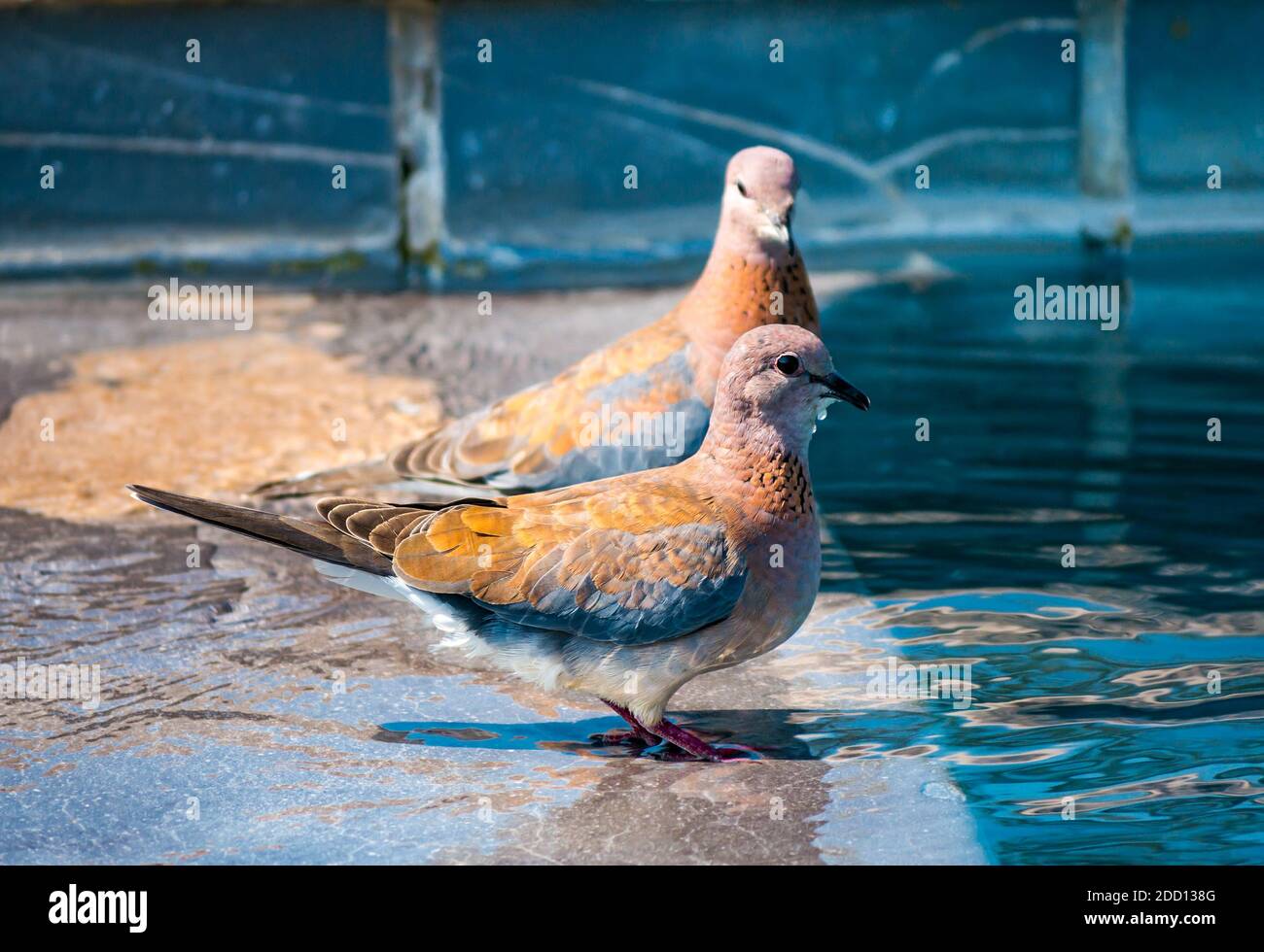 Paire de colombes riantes, Spilopelia senegalensis, au bord de la piscine, parc national du Grand Kruger, Afrique du Sud Banque D'Images