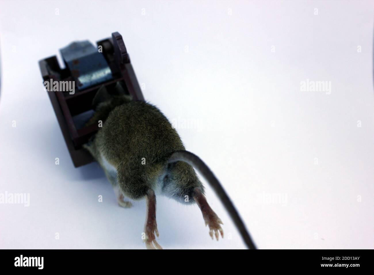 Souris brune commune attrapée morte dans le piège à l'aide d'appât. Photo sur fond blanc toujours assis dans le piège. Banque D'Images