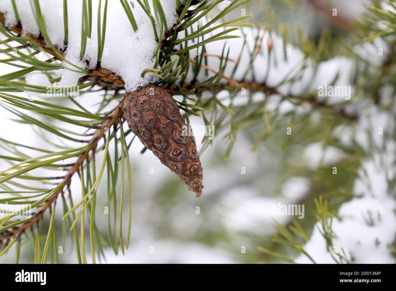 Cône de pin poussant sur une branche d'arbre recouverte de neige. Arrière-plan pour le temps d'hiver Banque D'Images