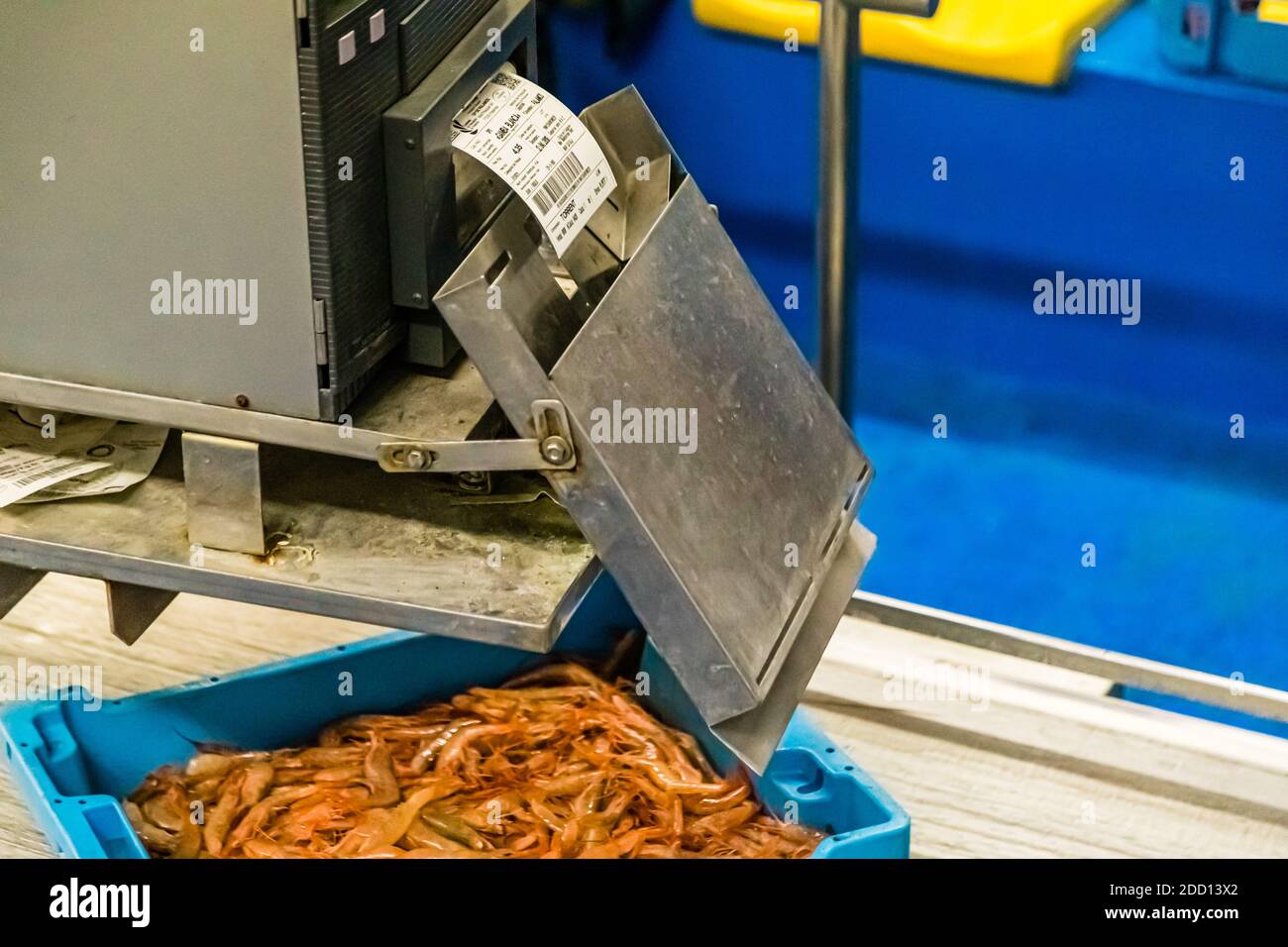 Vente aux enchères de poissons catalanes à Palamós, Espagne Banque D'Images