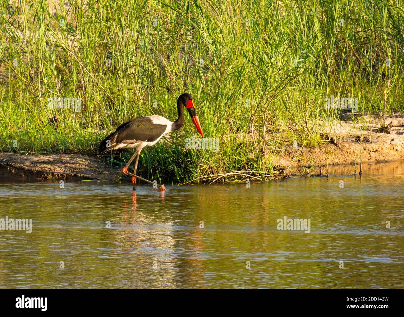 Cigogne à bec de selle, Ephippiorhynchus senegalensis, passage à gué dans la rivière, parc national du Grand Kruger, Afrique du Sud Banque D'Images