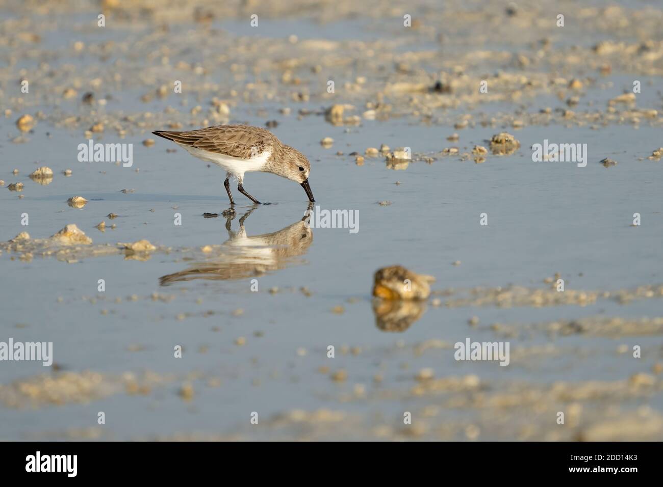 Sandpiper à large bec sur la côte nord-est du Qatar Banque D'Images