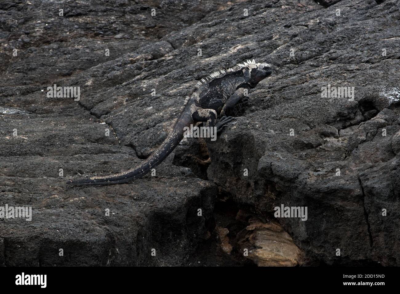 Iguana marine marchant sur la rive rocheuse de lave du port d'Egas à l'île de Santiago dans l'archipel des Galapagos. Banque D'Images
