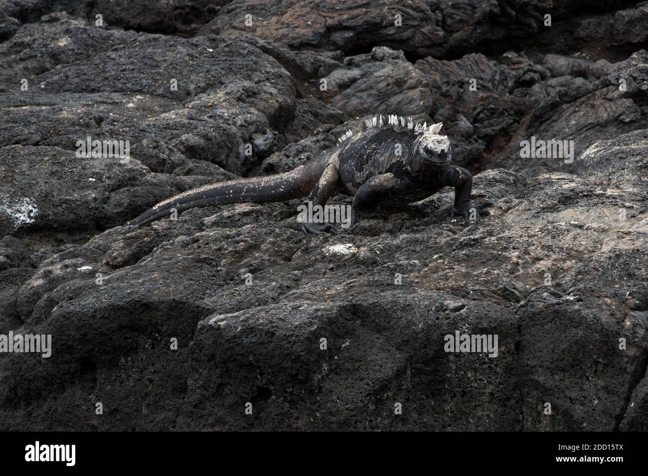 Iguana marine marchant sur la rive rocheuse de lave du port d'Egas à l'île de Santiago dans l'archipel des Galapagos. Banque D'Images