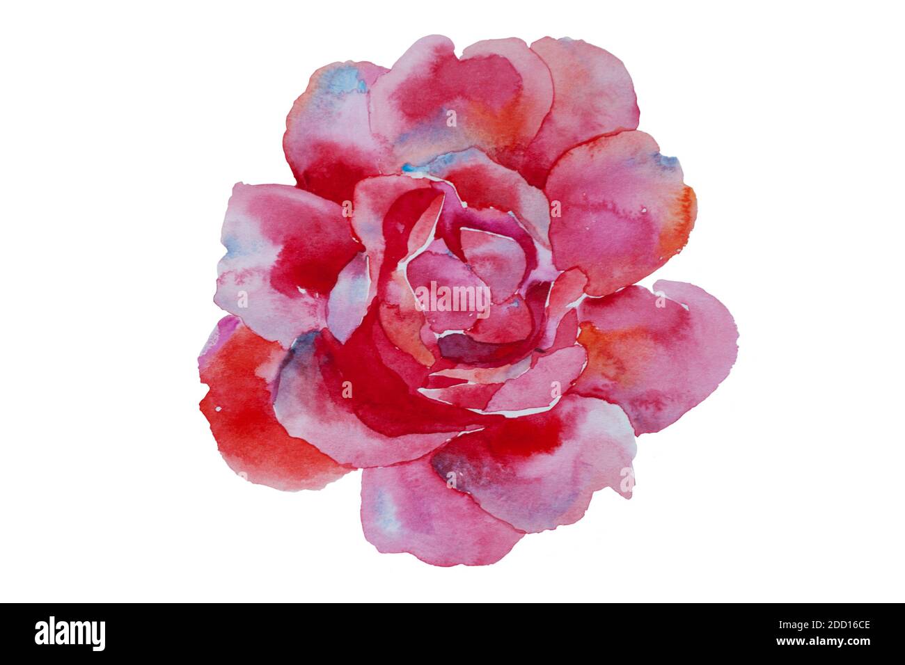 aquarelle art rose rose illustration originale isolée sur fond blanc Banque D'Images