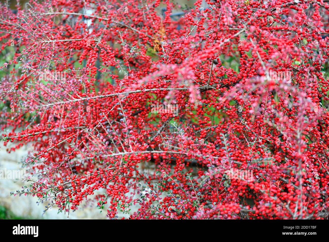 Baies rouges ( (pyracantha) Banque D'Images