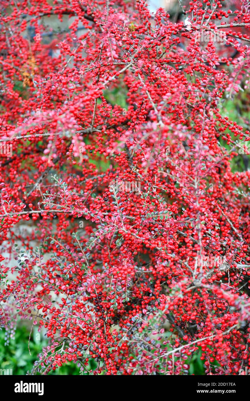 Baies rouges ( (pyracantha) Banque D'Images