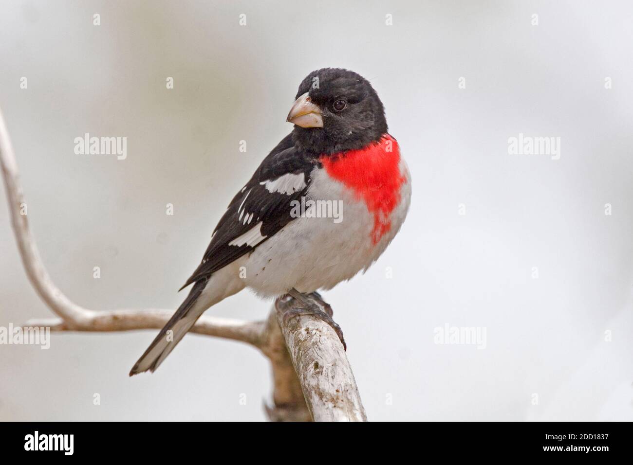 Un Grossbeak mâle à poitrine de roses, Pheucticus ludovicianus, au printemps Banque D'Images