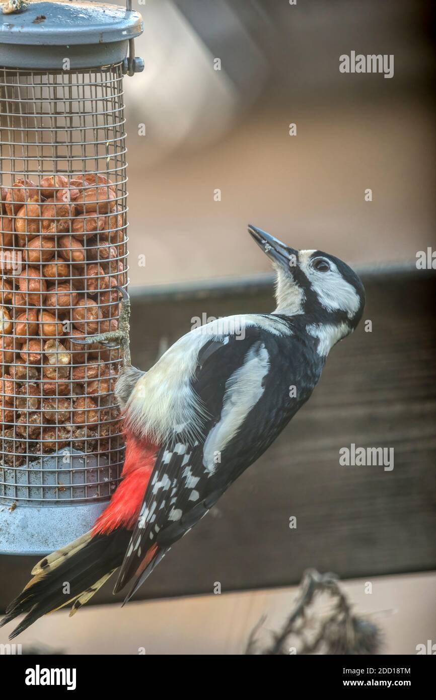 Grand pic à pois, Dendrocopos majeur, manger des arachides d'un mangeoire à oiseaux de jardin. Banque D'Images