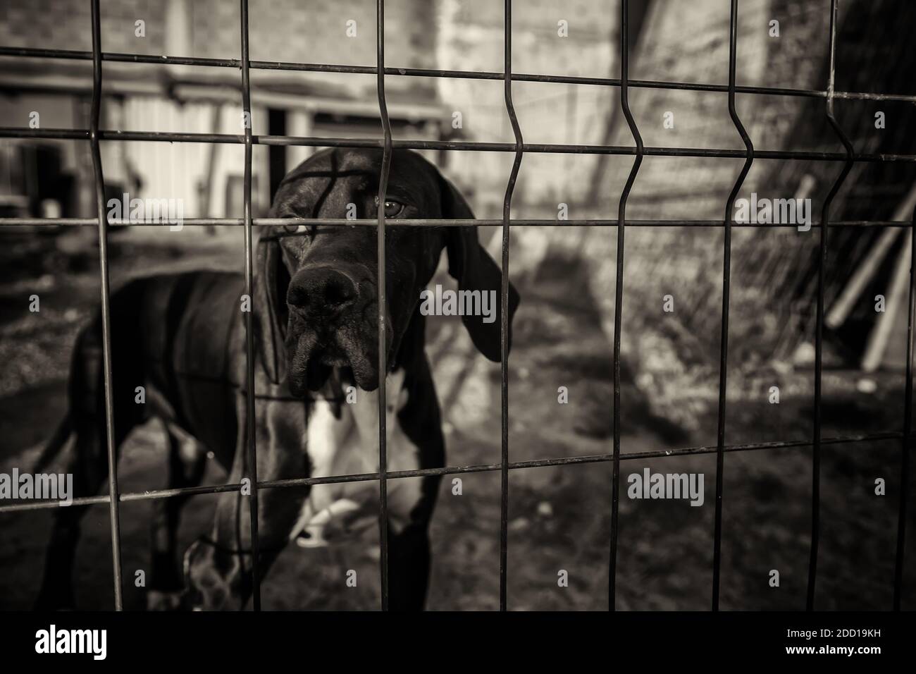 Chien en chenil clôturé, les animaux abandonnés, de l'abus Banque D'Images