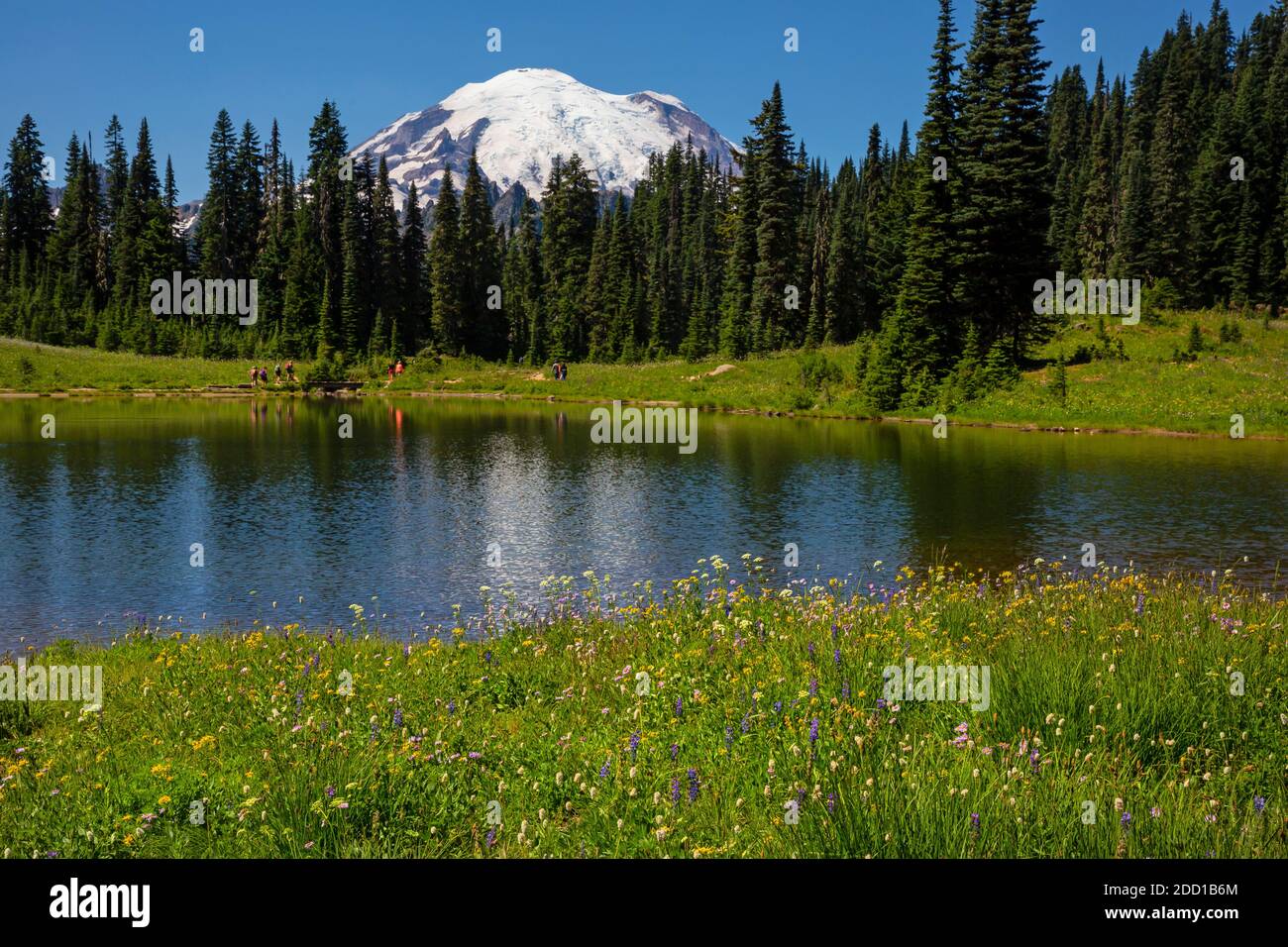 WA18416-00...WASHINGTON - prairies couvertes de fleurs entourant le lac Tipsoo dans le parc national du Mont Rainier. Banque D'Images