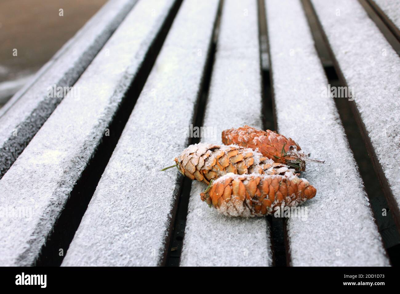Des cônes de pin sur un banc en bois sombre. La première neige Banque D'Images
