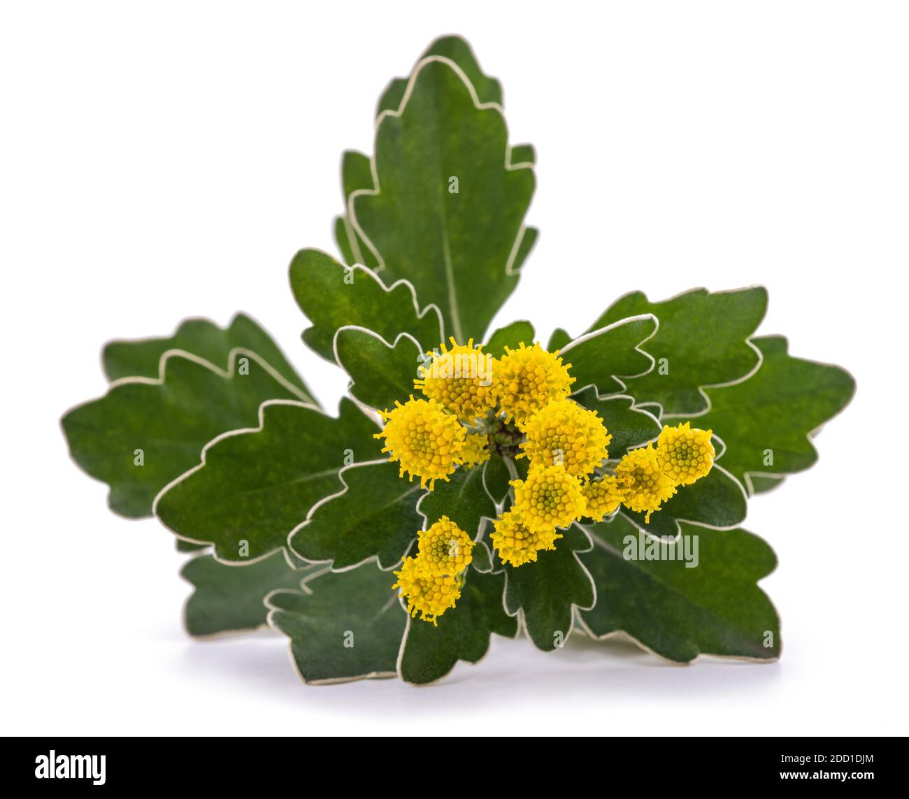 L'or et l'argent chrysanthème isolated on white Banque D'Images L'or et l'argent chrysanthème isolated on white Banque D'Images