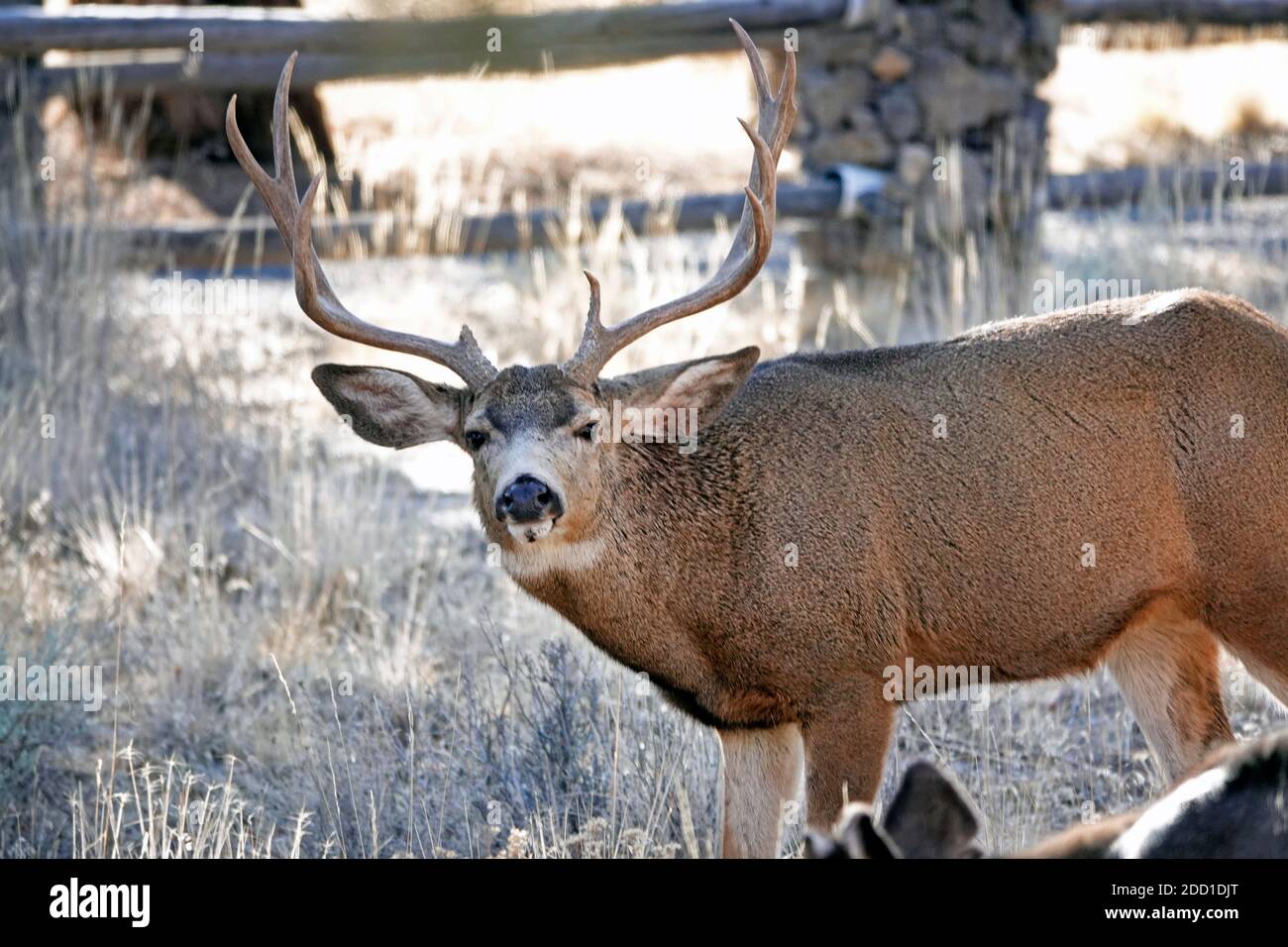 Un grand buck de cerf mulet se nourrissant sur la navigation sauvage et les arbustes dans un cadre rural dans le centre de l'Oregon près des montagnes Cascade. Banque D'Images