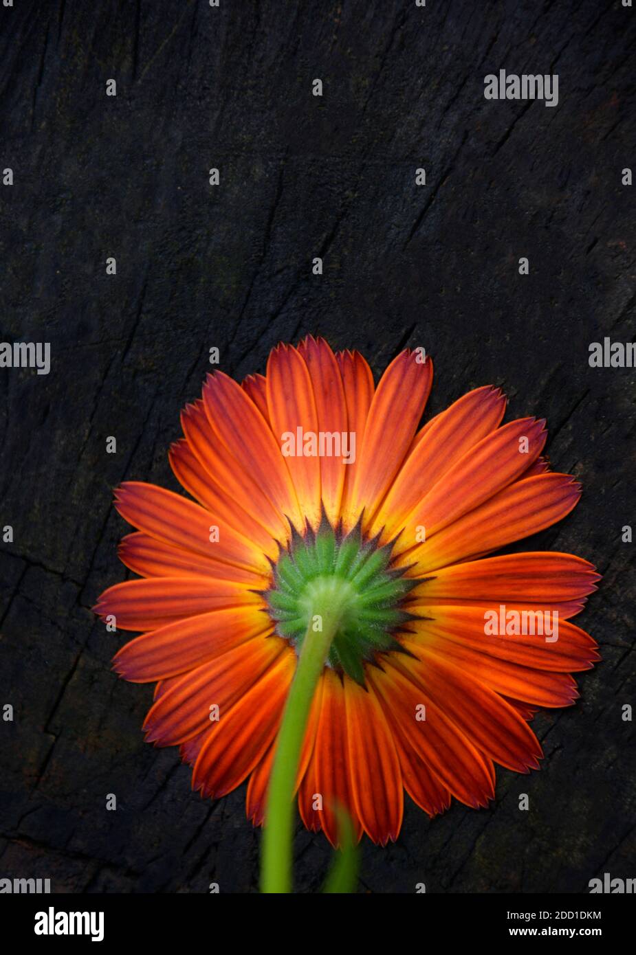 Gerbera orange sur fond sombre avec place pour le texte. Banque D'Images