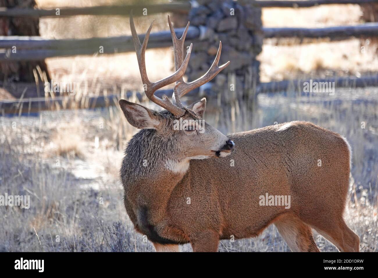 Un grand buck de cerf mulet se nourrissant sur la navigation sauvage et les arbustes dans un cadre rural dans le centre de l'Oregon près des montagnes Cascade. Banque D'Images