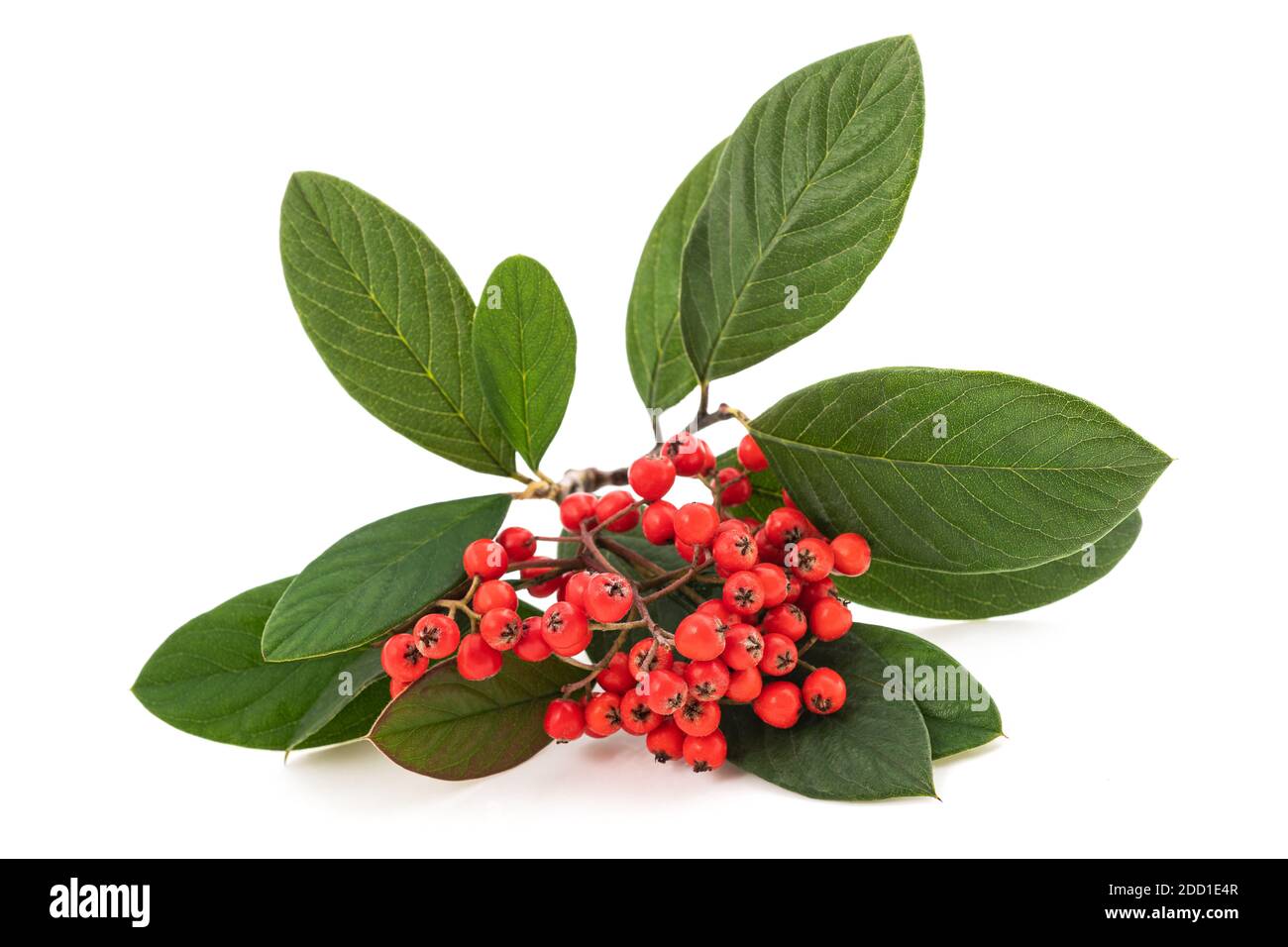 Branche de Cotoneaster avec baies isolées sur fond blanc Banque D'Images