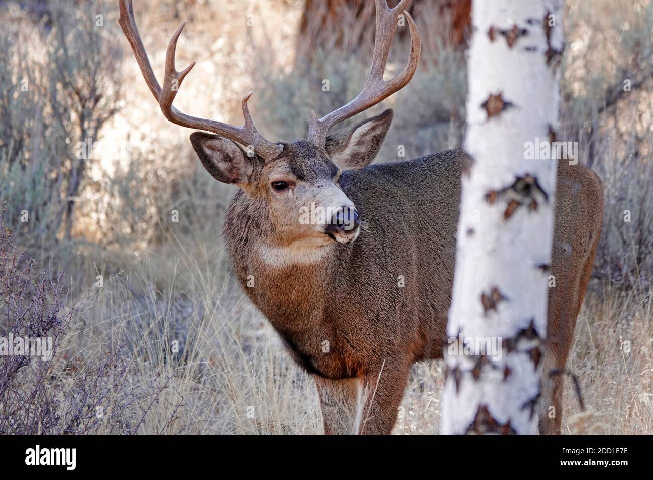 Un grand buck de cerf mulet se nourrissant sur la navigation sauvage et les arbustes dans un cadre rural dans le centre de l'Oregon près des montagnes Cascade. Banque D'Images