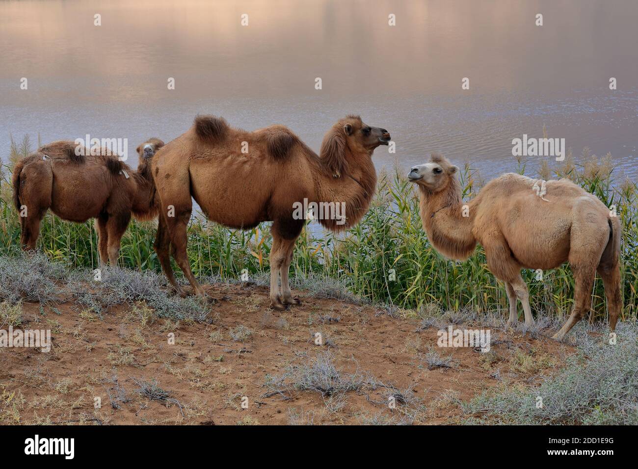 Le trio de chameaux de Bactrian-Sumu Barun Jaran Lake reedbeds-Badain Jaran Desert-Inner Mongolia-Chine-1139 Banque D'Images