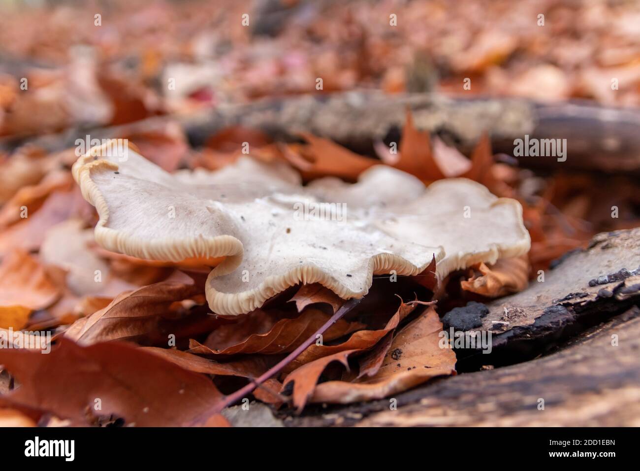 De gros champignons dans une forêt que l'on retrouve lors de la visite en cascade automne avec feuillage brun en contre-jour sur le sol dans saison des champignons comme délicieux dangereux Banque D'Images