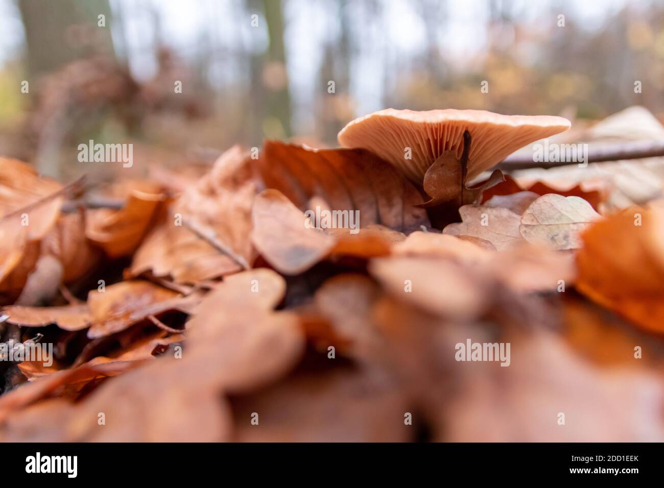 De gros champignons dans une forêt que l'on retrouve lors de la visite en cascade automne avec feuillage brun en contre-jour sur le sol dans saison des champignons comme délicieux dangereux Banque D'Images