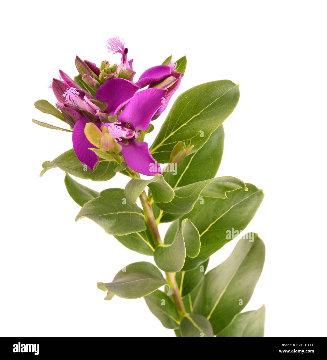 Fleur de myrtifolia de Polygala isolée sur fond blanc Banque D'Images Fleur de myrtifolia de Polygala isolée sur fond blanc Banque D'Images