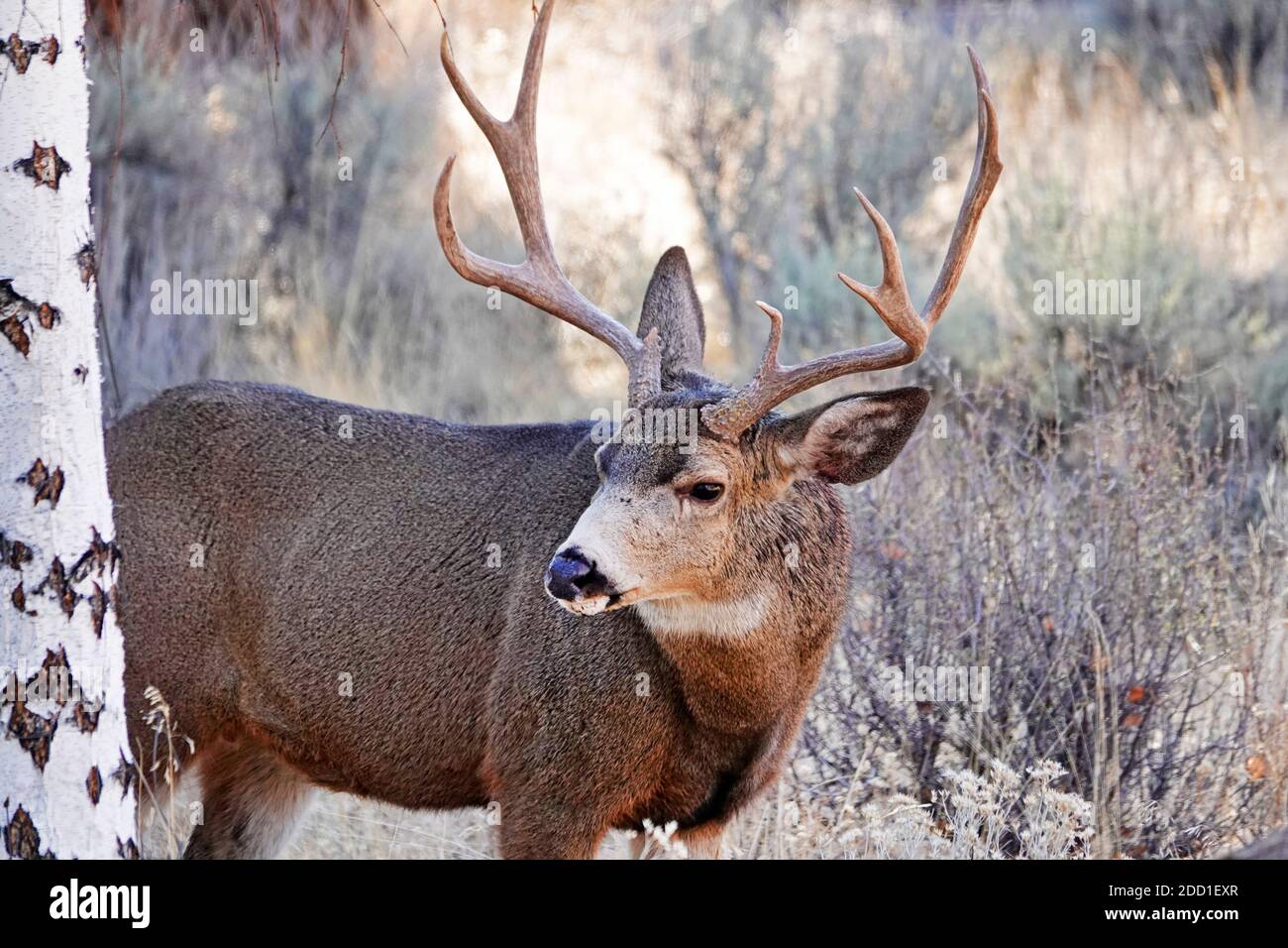 Un grand buck de cerf mulet se nourrissant sur la navigation sauvage et les arbustes dans un cadre rural dans le centre de l'Oregon près des montagnes Cascade. Banque D'Images