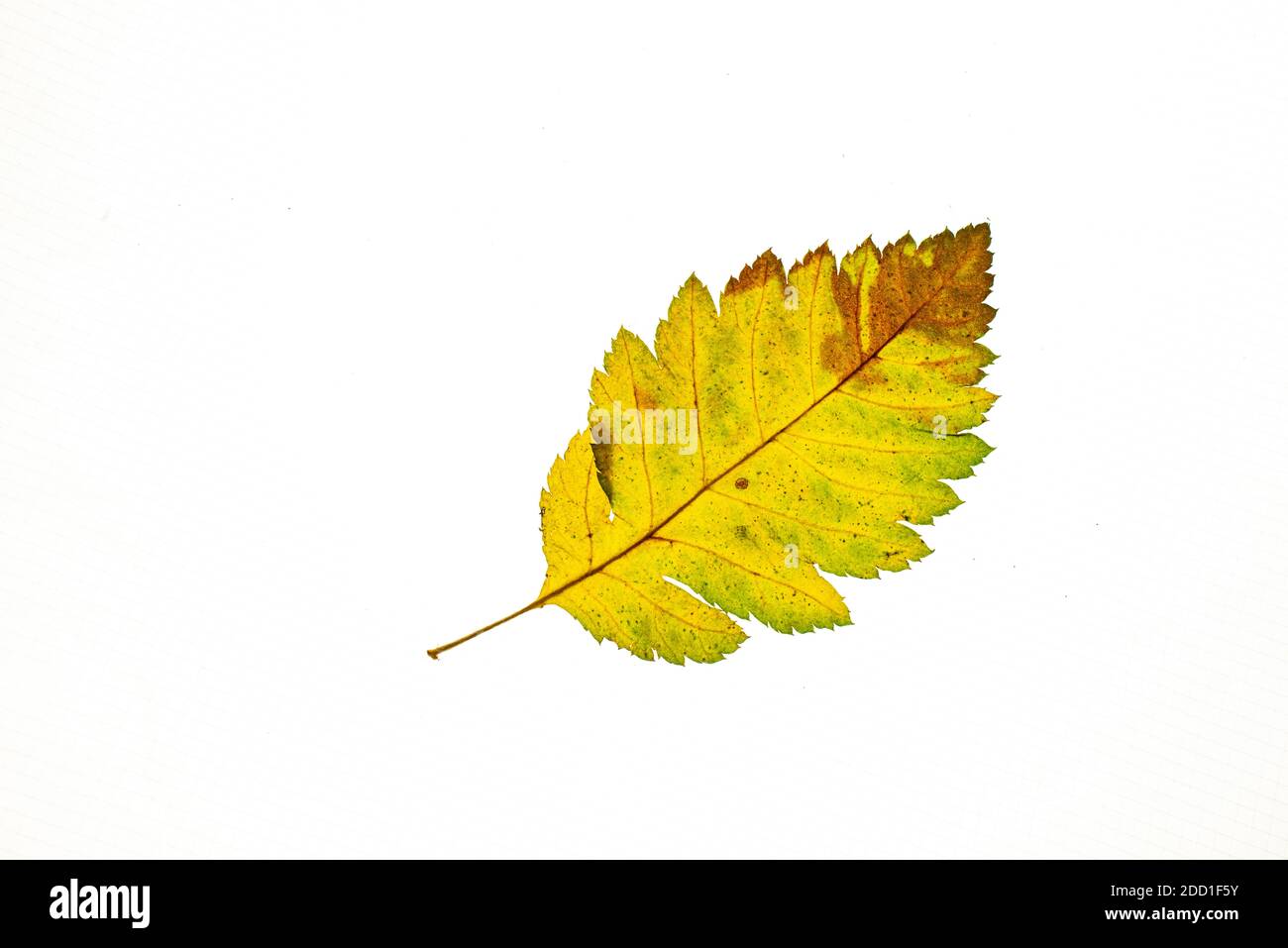 feuille d'automne sur fond blanc, vue du dessus. Banque D'Images
