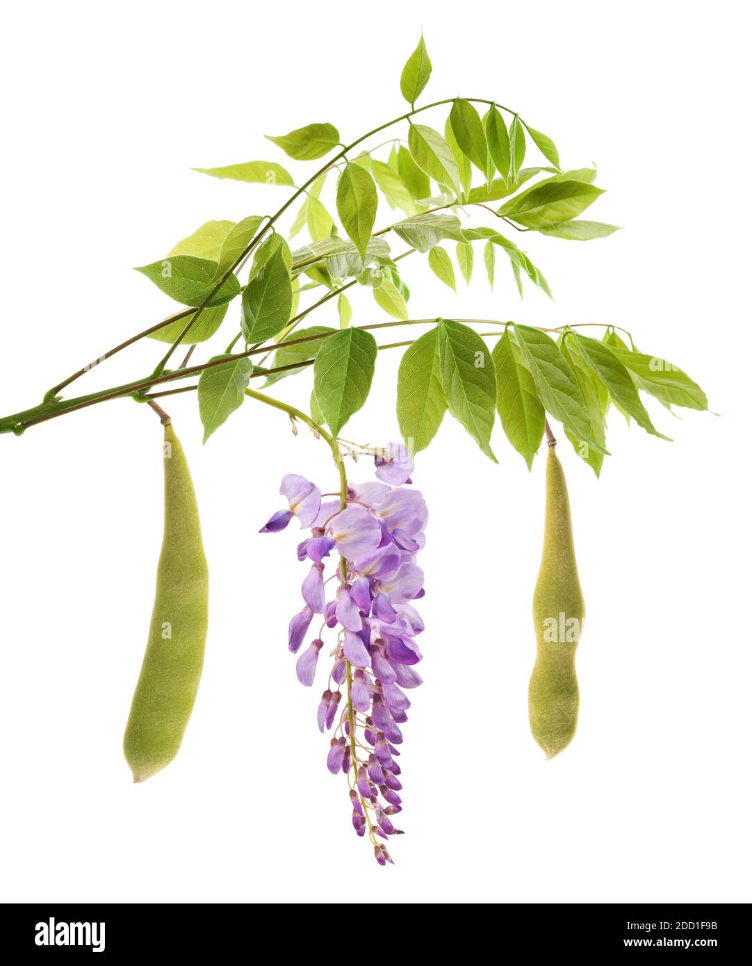 branche de wisteria avec fleurs et gousses isolées sur blanc Banque D'Images