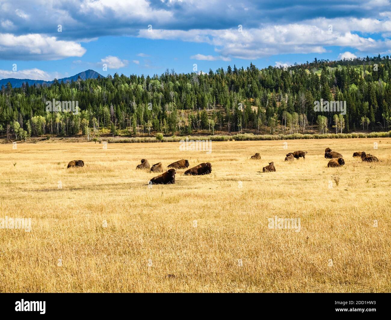 Bison sous les nuages vallonnés au-dessus des prairies du parc national de Grand Teton, Wyoming Banque D'Images