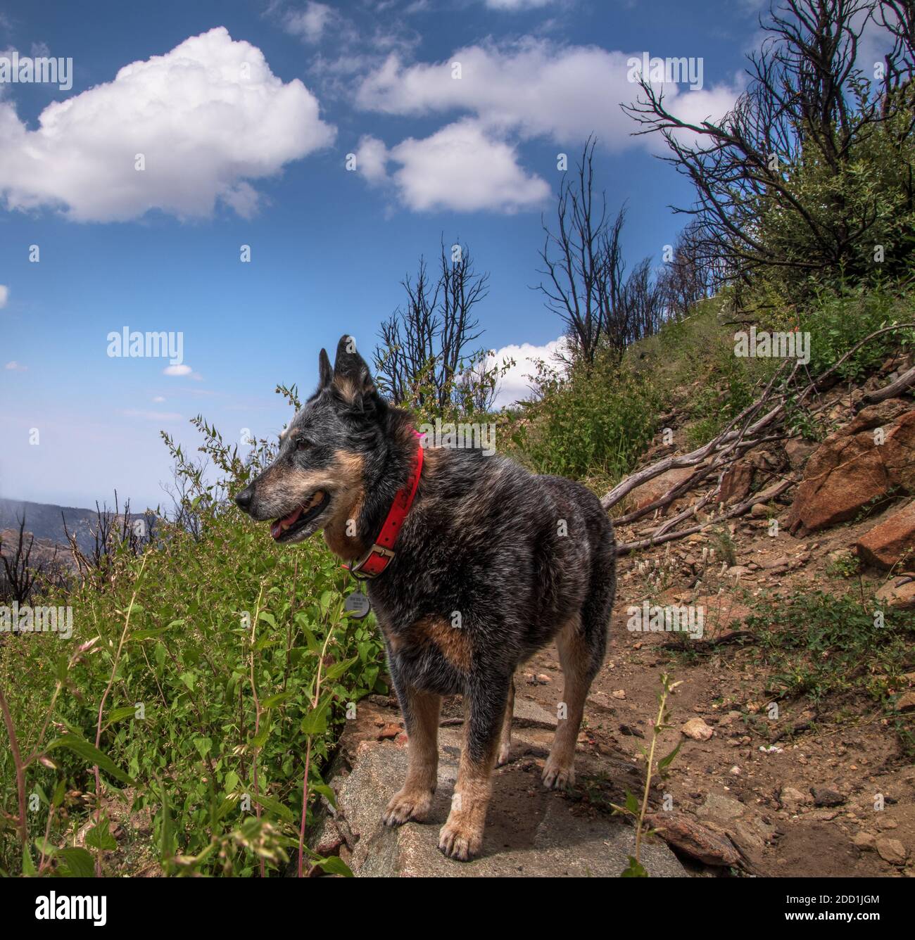 Un Blue Heeler, né sourd, s'arrête le long de l'Oracle Ridge Trail, Mount Lemmon, Tucson, Arizona, États-Unis. Banque D'Images