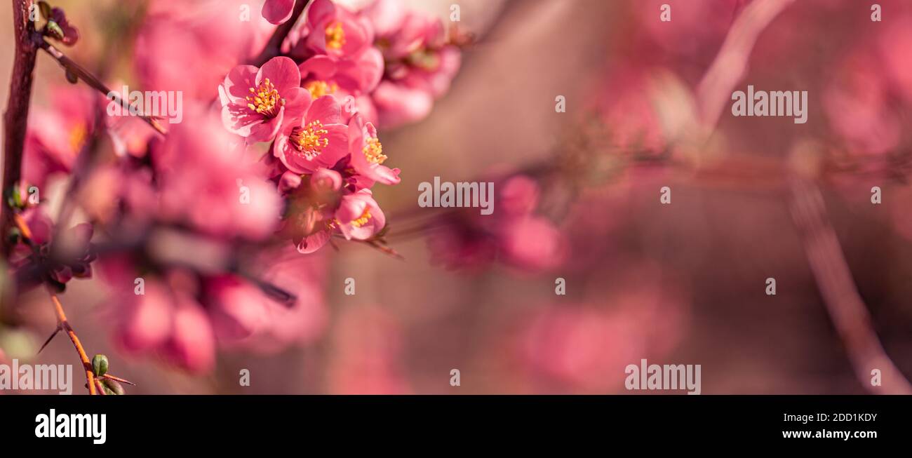 Toile de fond abstraite de fleurs roses sur des couleurs pastel avec style doux pour le printemps ou l'été. Arrière-plan de bannière avec espace de copie. Banque D'Images