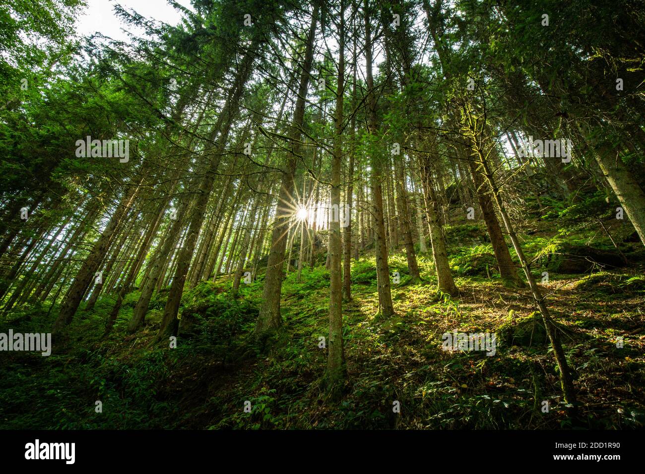 Paysage forestier naturel d'épinettes, des rayons du soleil à travers la lumière du soleil du matin créent une atmosphère mystique. Vue reposante sur la nature, rayons de soleil, poutres, vert Banque D'Images