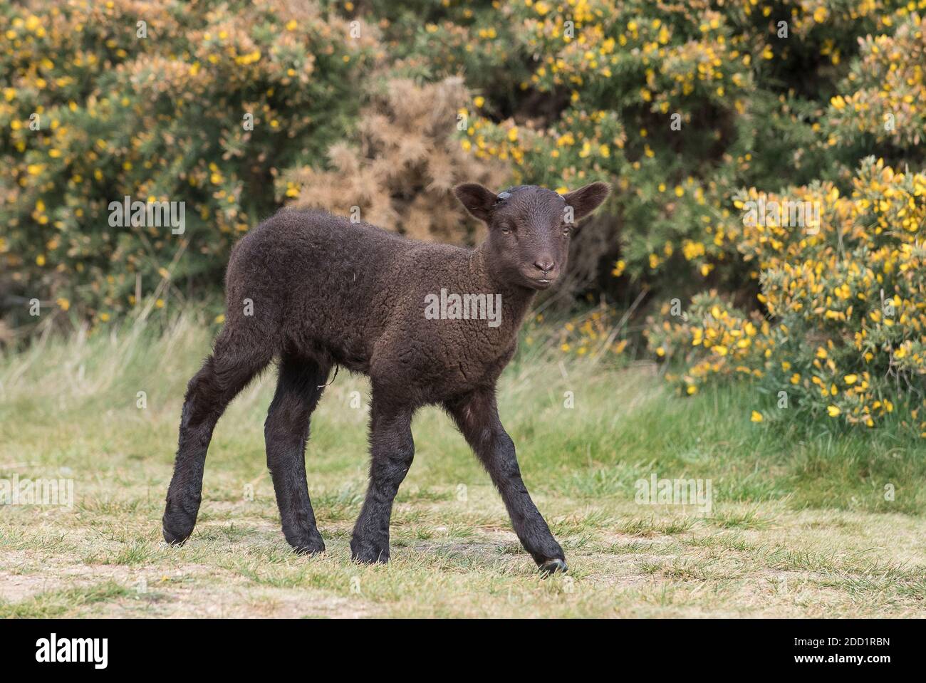 Un agneau noir traverse un champ en face des gorges en Angleterre. Banque D'Images