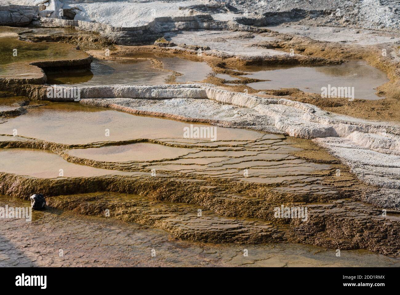 Terrasses en travertin à Mound Terrace, Lower Terraces, Mammoth Hot Springs, parc national de Yellowstone, Wyoming, États-Unis. Banque D'Images